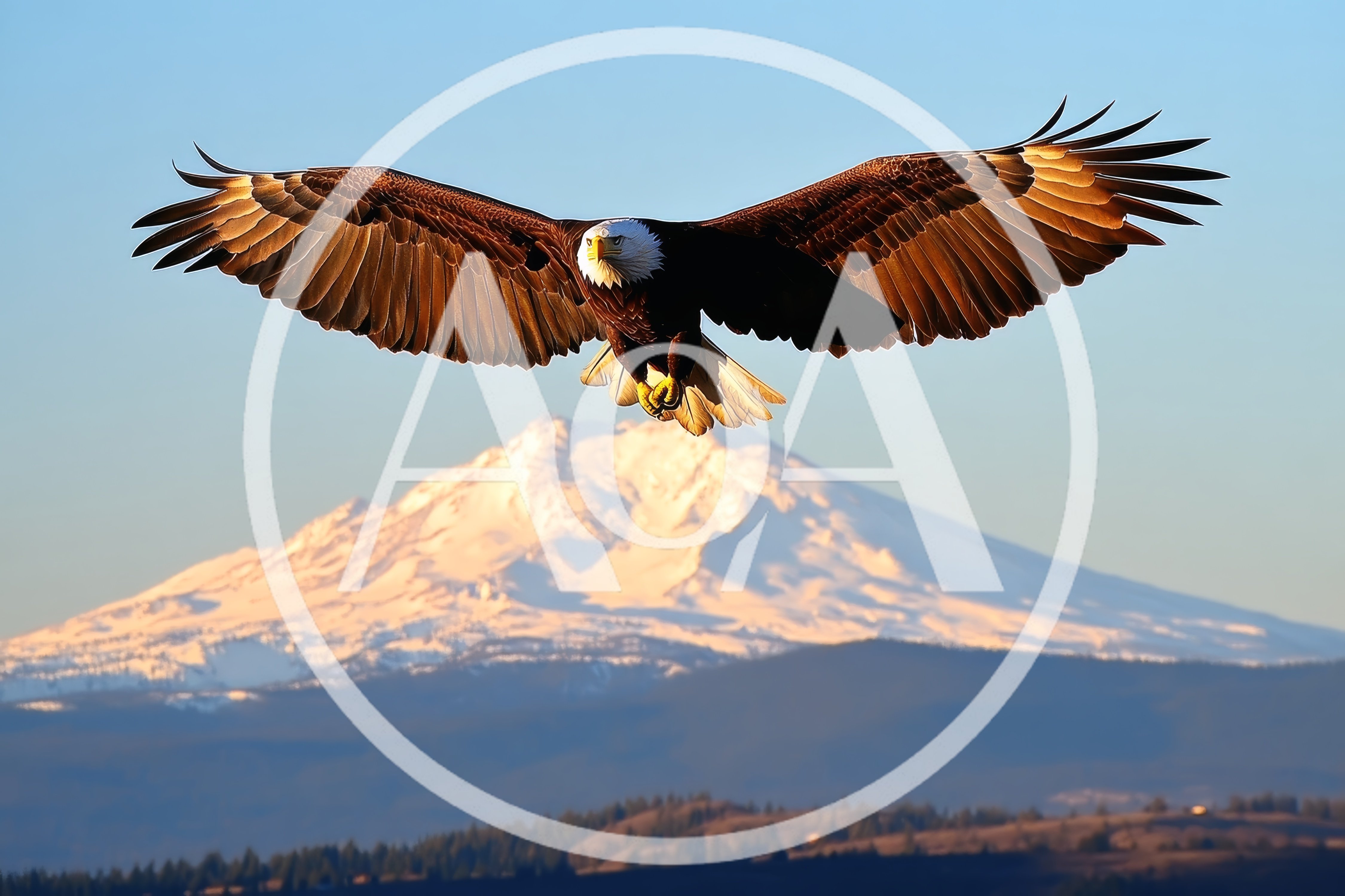 Bald Eagle Flying Over Snow Capped Mountain