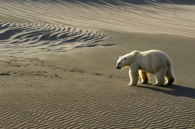 Polar Bear Walking Across Vast Desert Sand Dunes