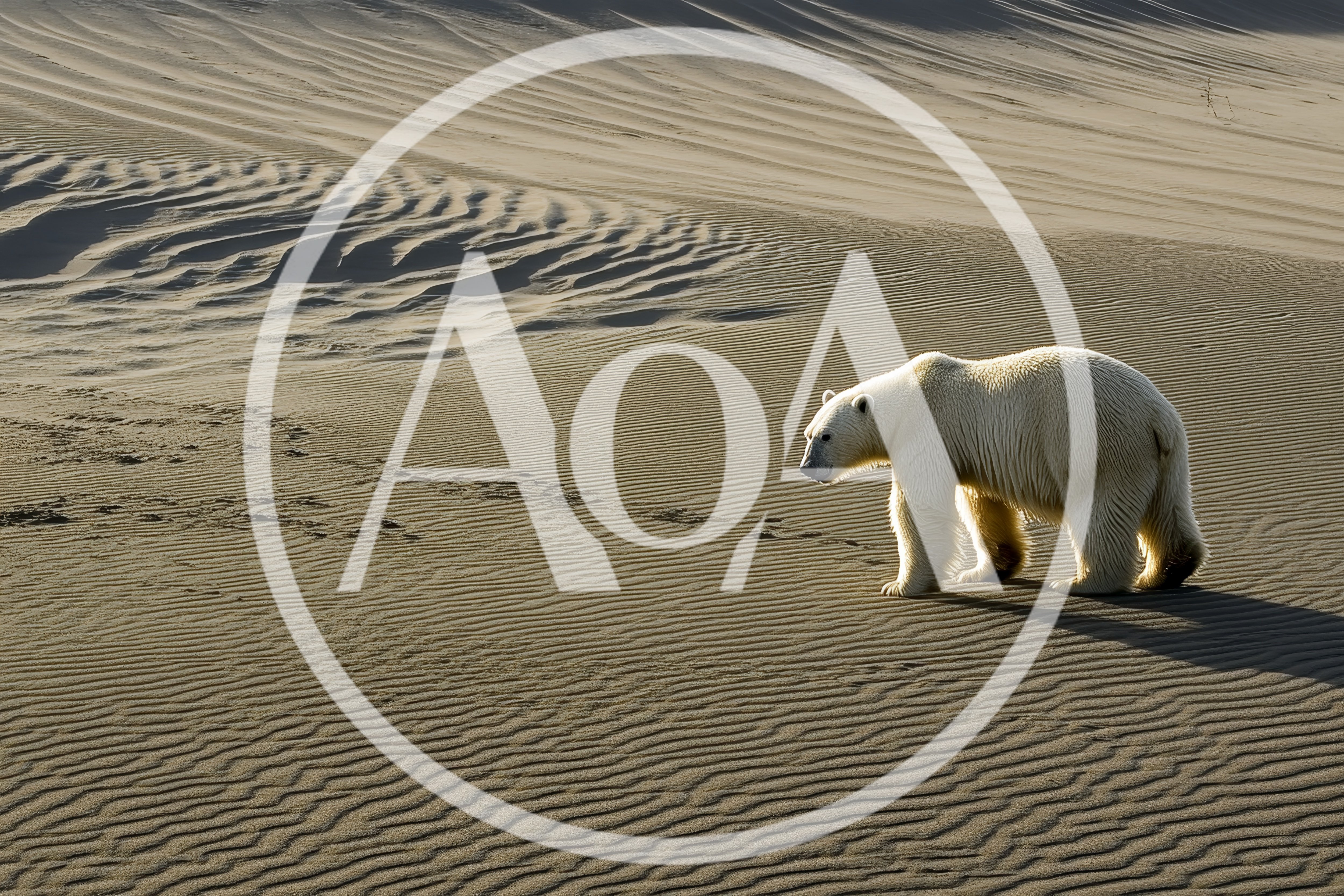 Polar Bear Walking Across Vast Desert Sand Dunes