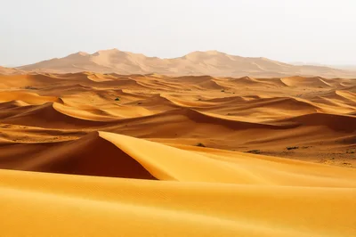 Expansive Golden Sand Dunes In The Sahara Desert
