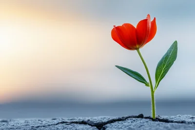 Single Red Tulip Growing Through Cracked Concrete Ground
