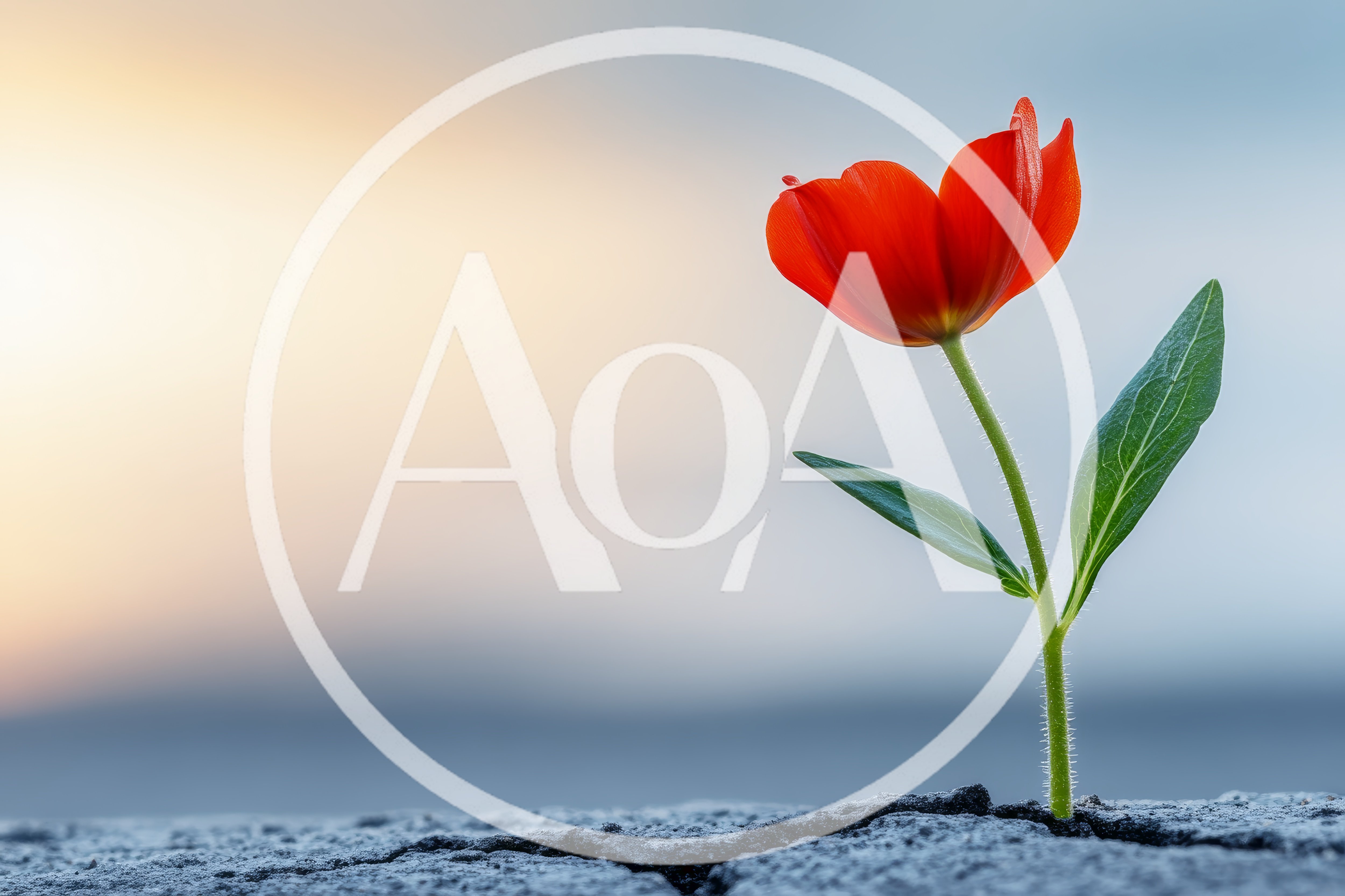 Single Red Tulip Growing Through Cracked Concrete Ground