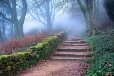 Stone Steps Leading Up A Misty Forest Path