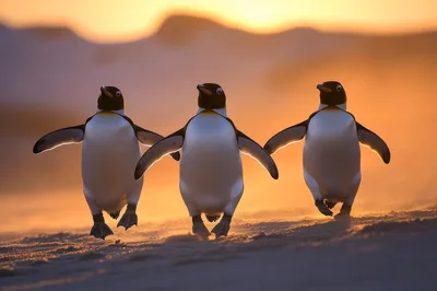 Three Penguins Running Together On A Sandy Beach