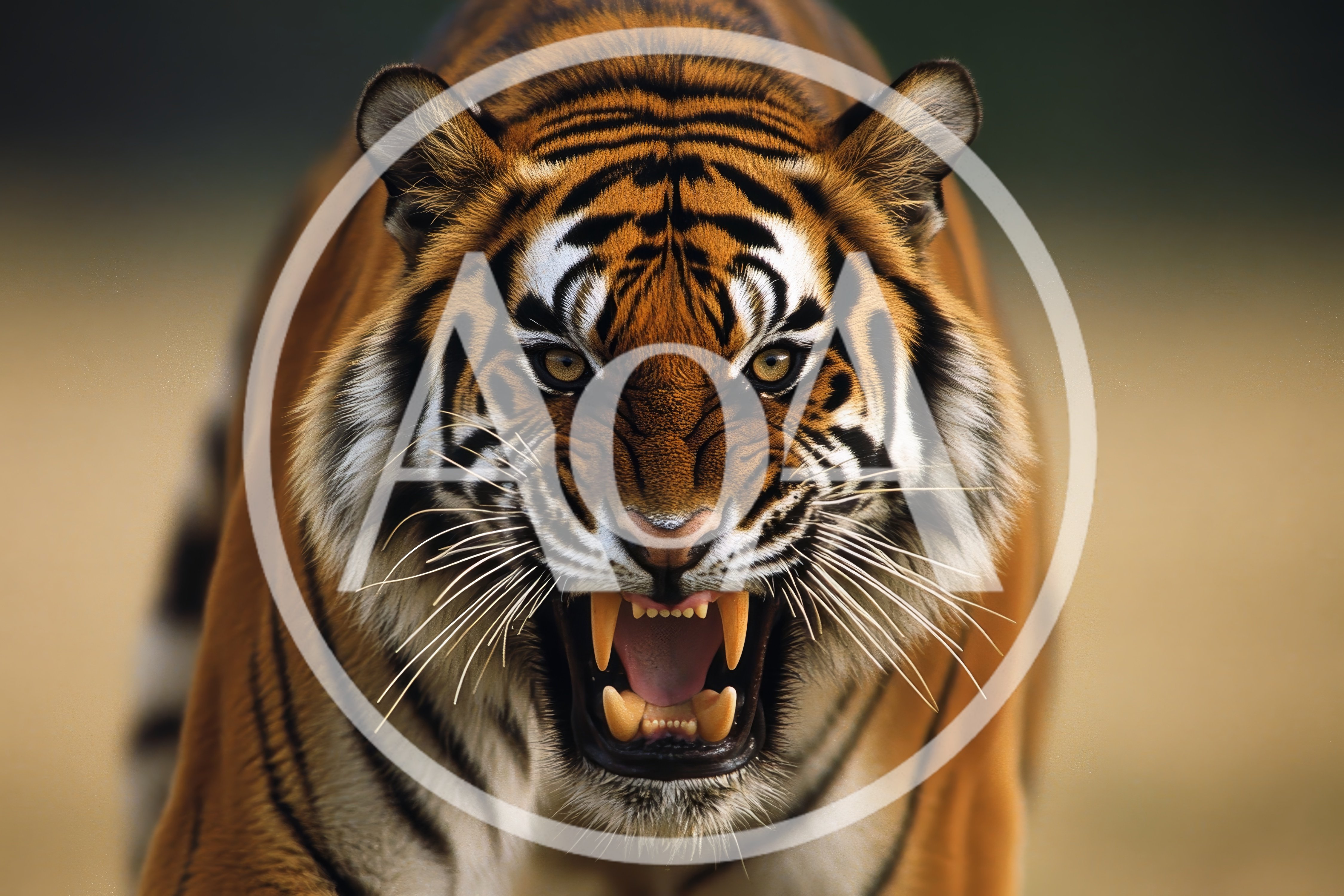 Aggressive Tiger Snarling With Mouth Open