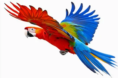 Scarlet Macaw Flying With Wings Spread Wide