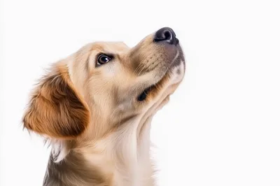 Portrait Of A Golden Retriever Puppy Looking Up
