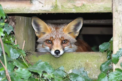 Red Fox Peeking Through Wooden Garden Structure