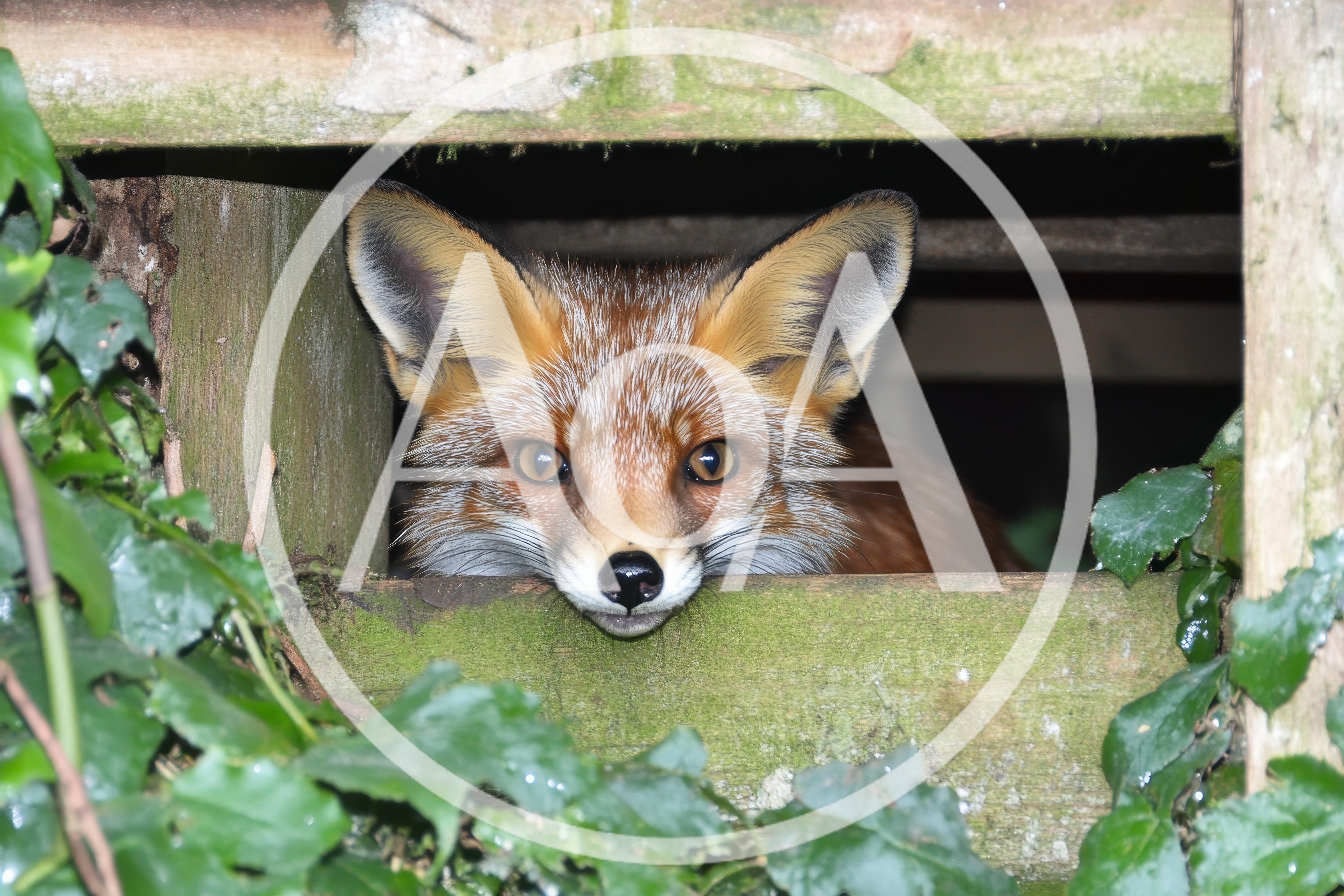 Red Fox Peeking Through Wooden Garden Structure