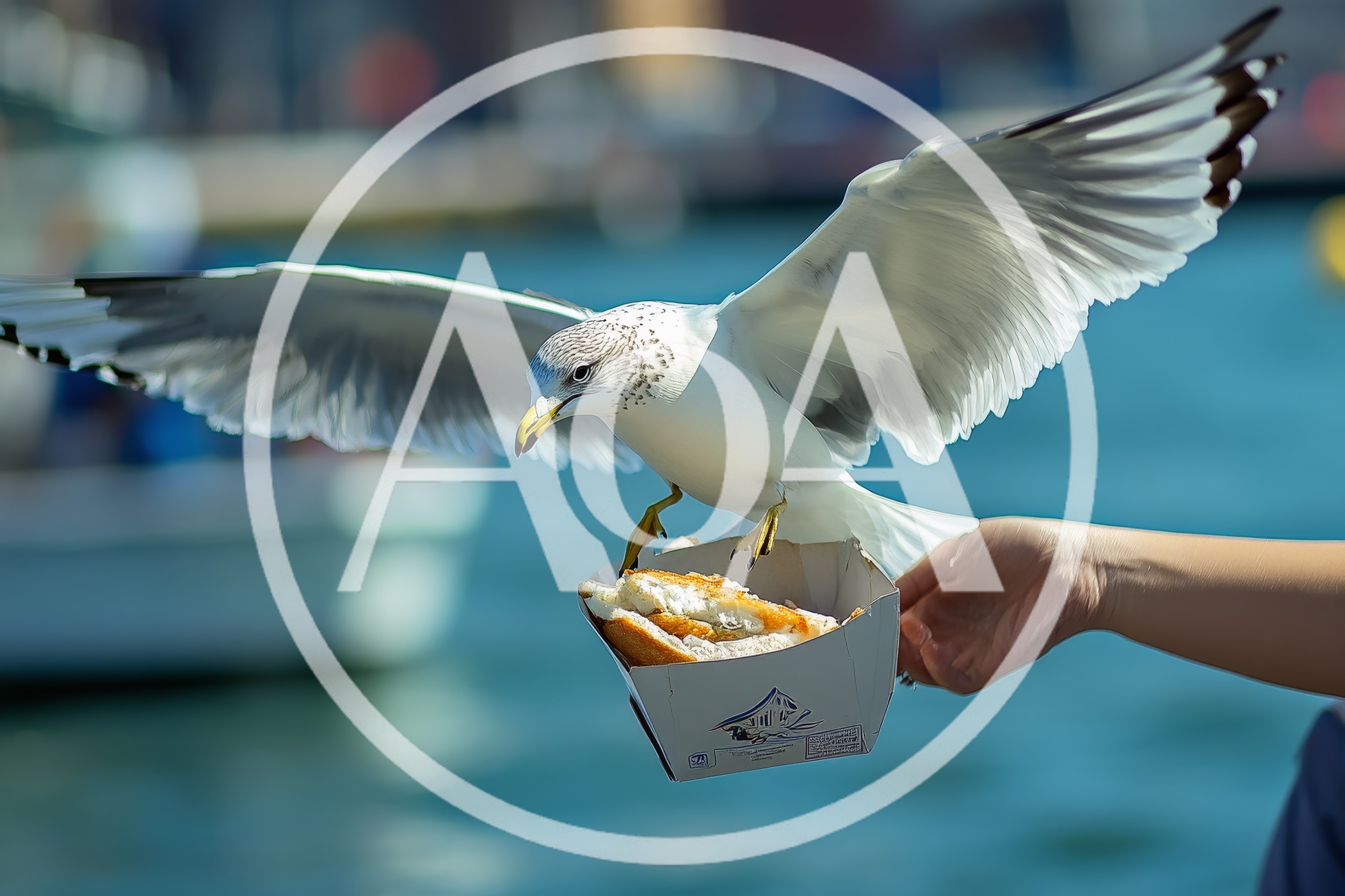 Seagull Stealing Food From A Person Hand