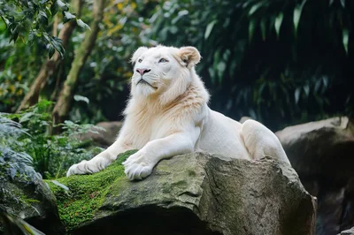 Majestic White Lion Resting On A Mossy Rock