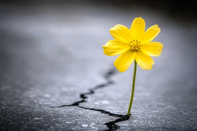 Yellow Flower Growing Through A Cracked Asphalt Surface