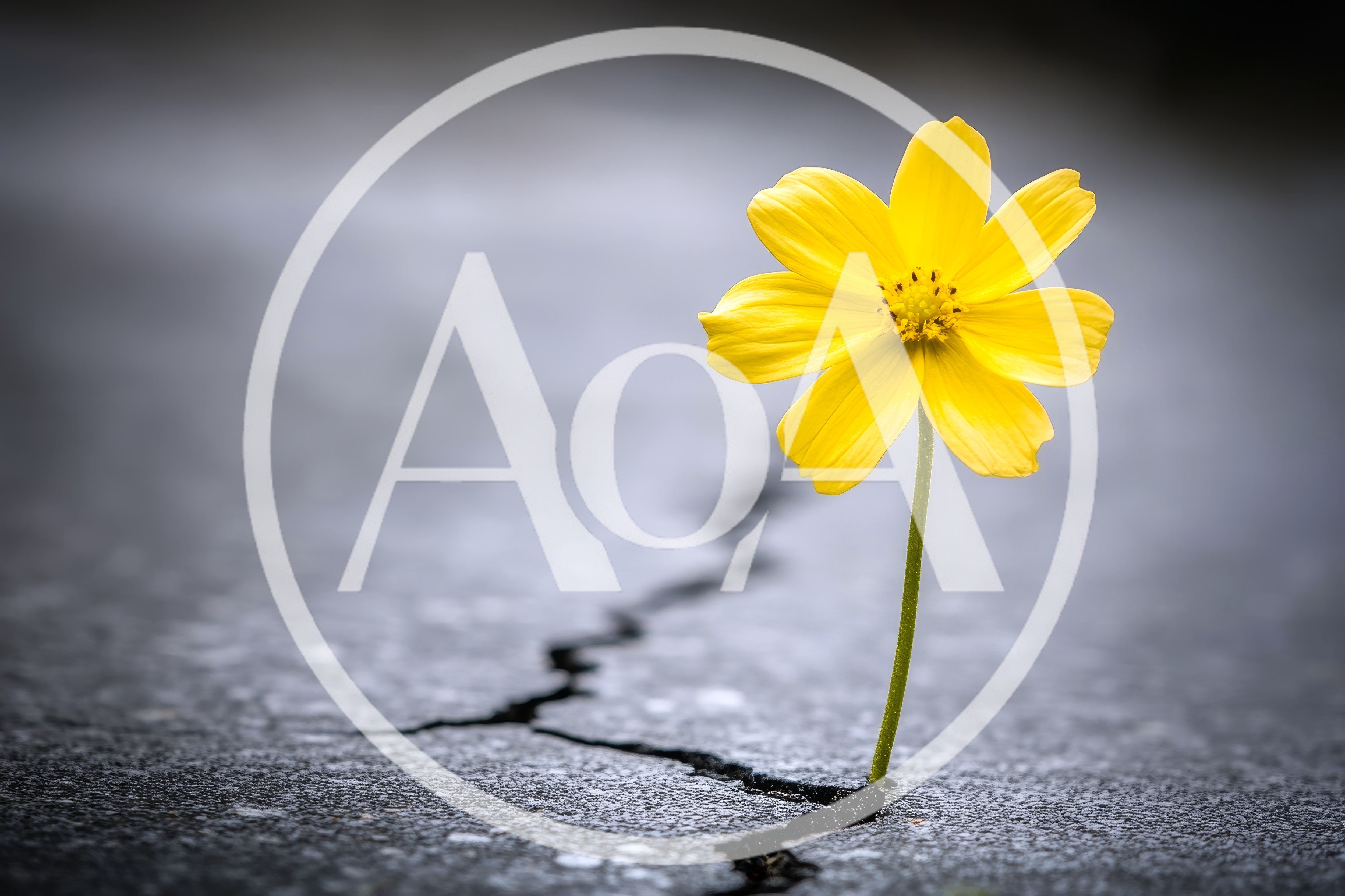 Yellow Flower Growing Through A Cracked Asphalt Surface