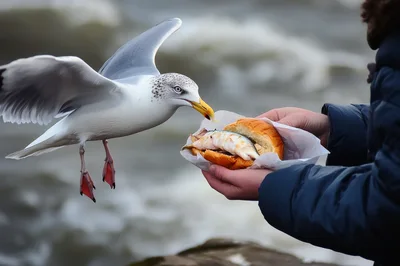 Seagull Attempting To Steal A Fish Sandwich