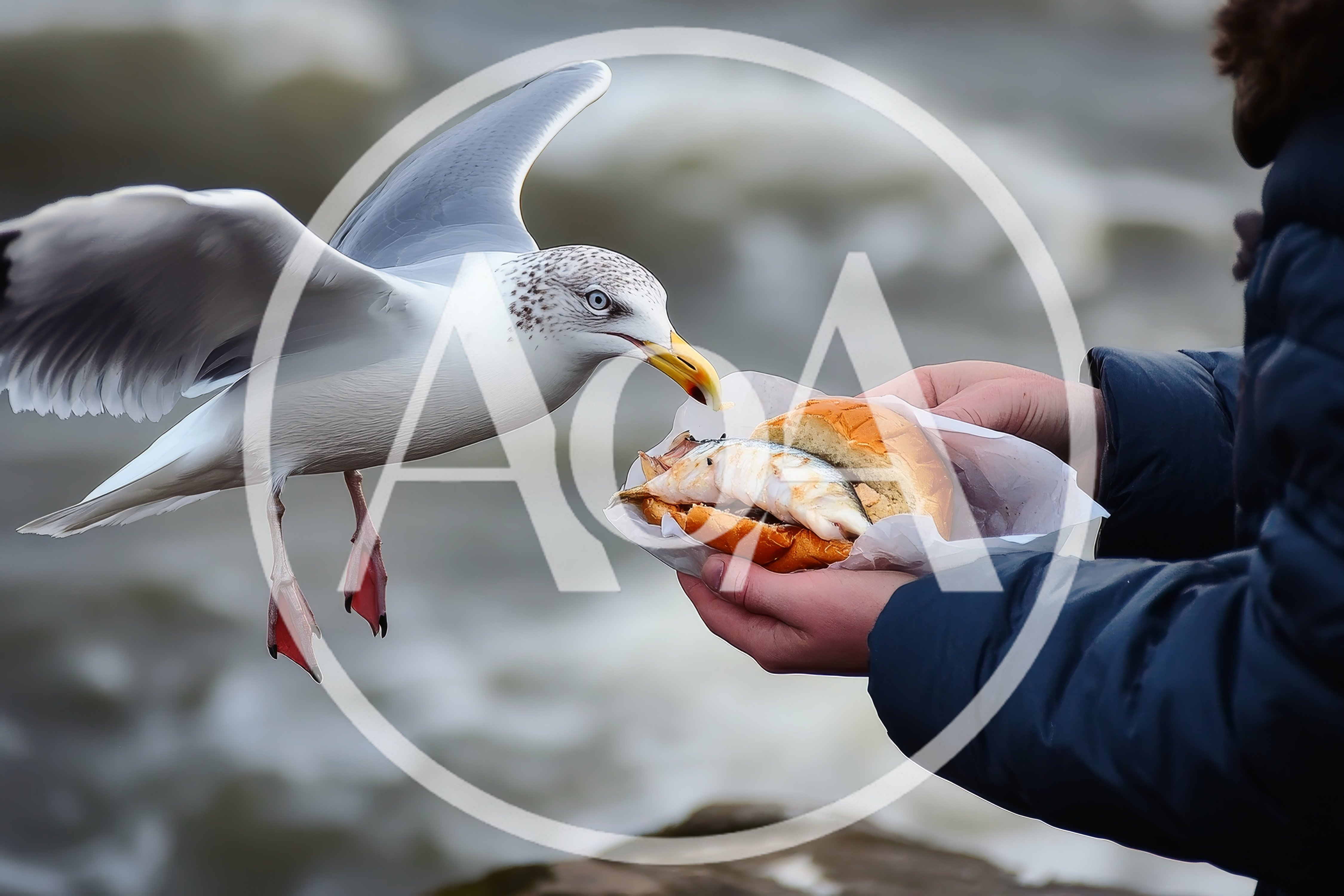 Seagull Attempting To Steal A Fish Sandwich