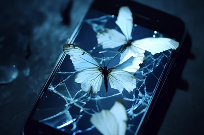 White Butterflies Resting On A Cracked Smartphone Screen