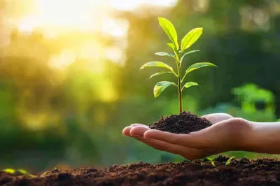Hand Holding A Small Green Plant In Soil
