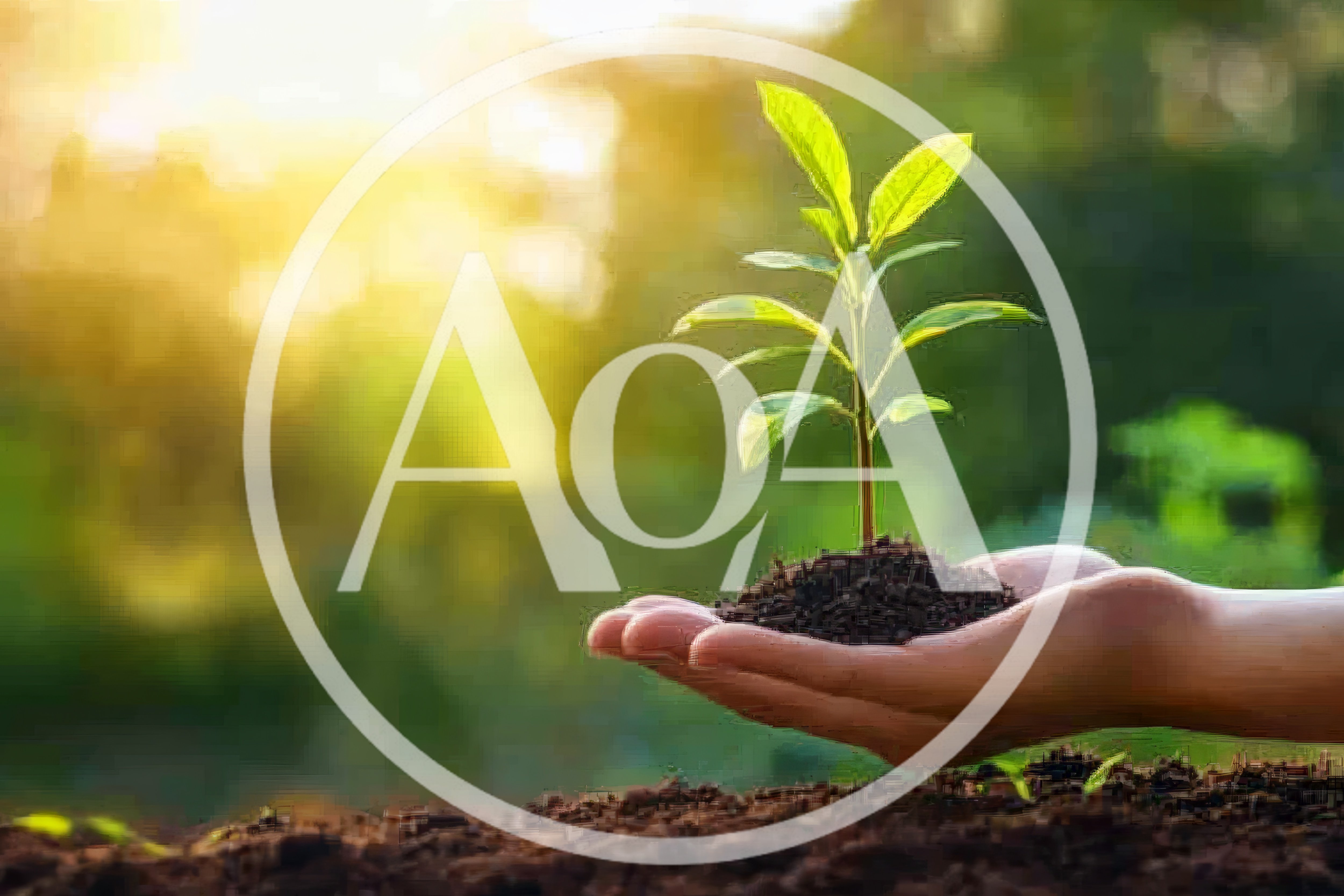 Hand Holding A Small Green Plant In Soil