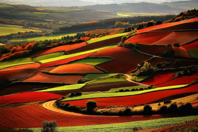 Rolling Agricultural Fields With Vibrant Autumn Colors