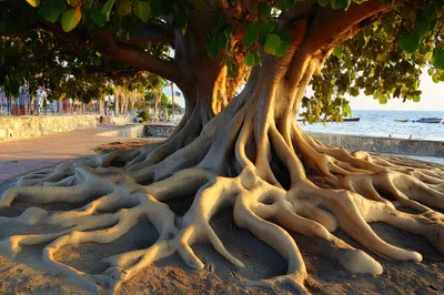 Massive Banyan Tree Roots Along A Coastal Promenade