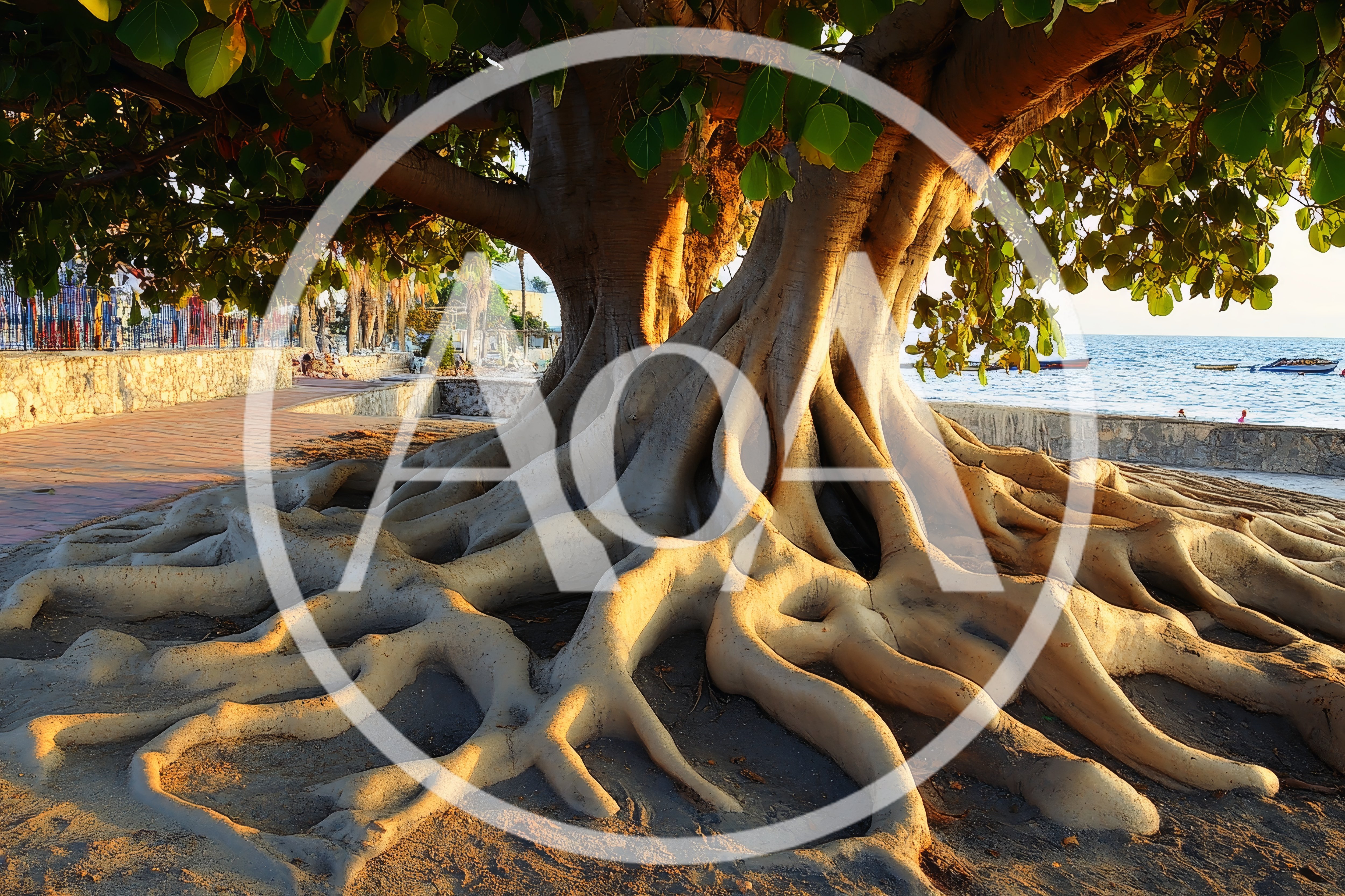 Massive Banyan Tree Roots Along A Coastal Promenade