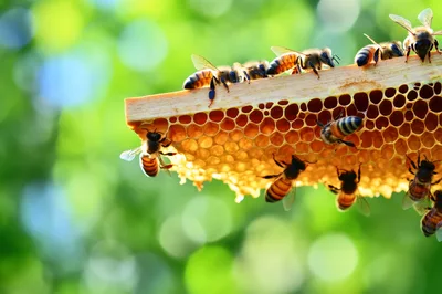 Honey Bees Working on a Honeycomb Frame