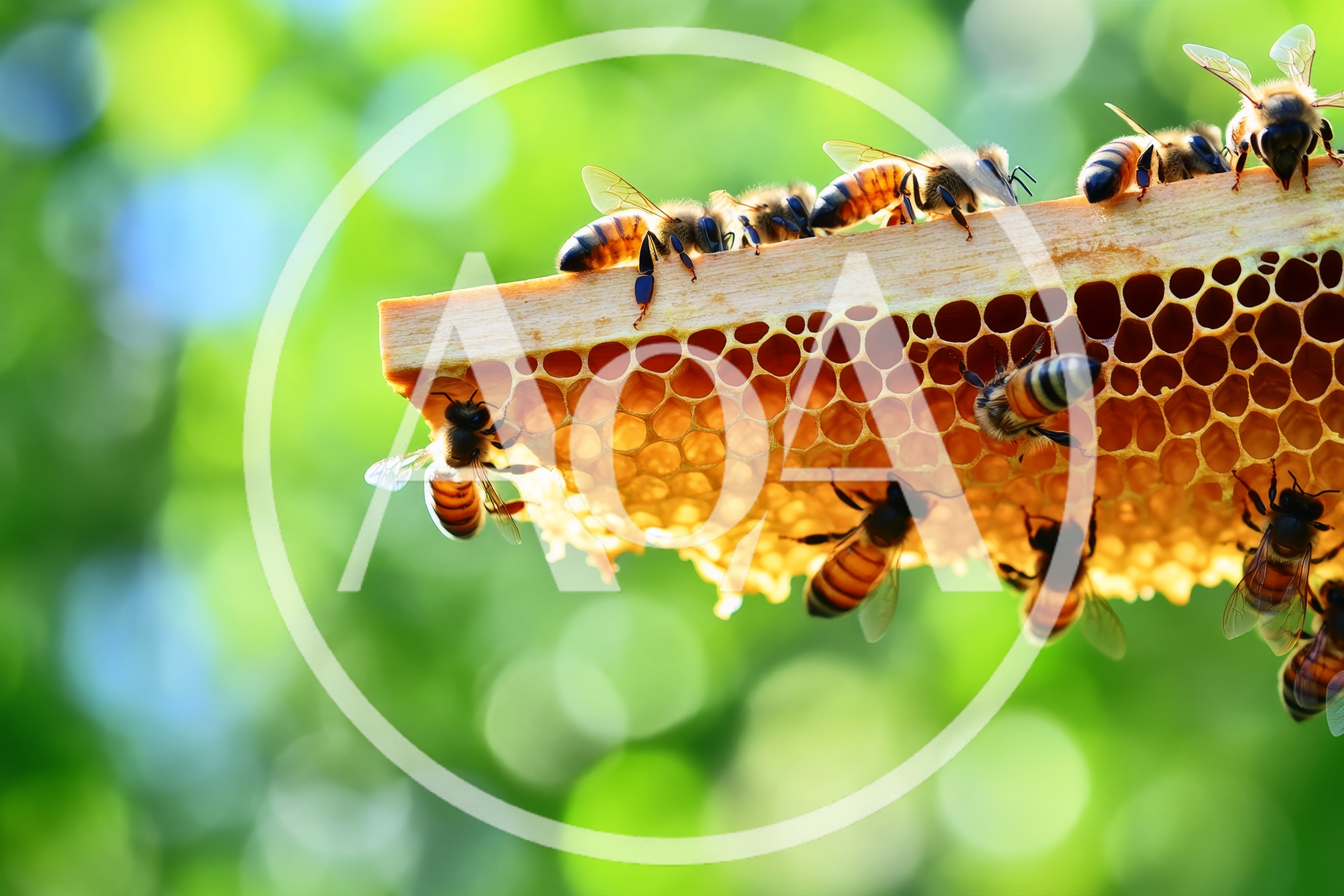 Honey Bees Working on a Honeycomb Frame