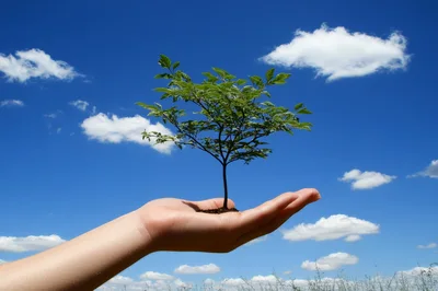 Human Hand Holding A Small Green Tree