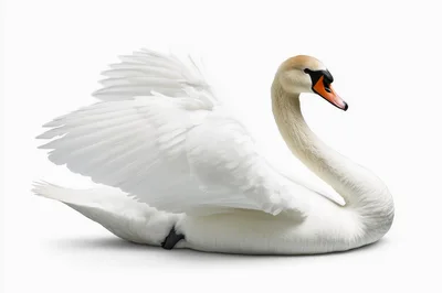 Majestic White Swan With Wings Spread Isolated On White