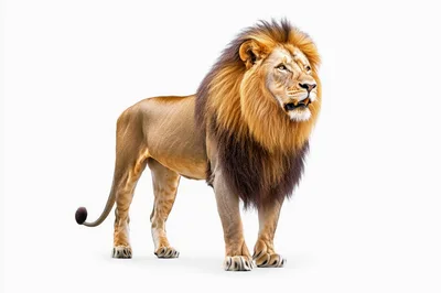 Majestic Male Lion Standing Against White Background
