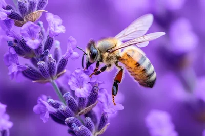 Honey Bee Pollinating A Vibrant Purple Lavender Flower