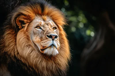 Majestic Male Lion Portrait With Golden Mane