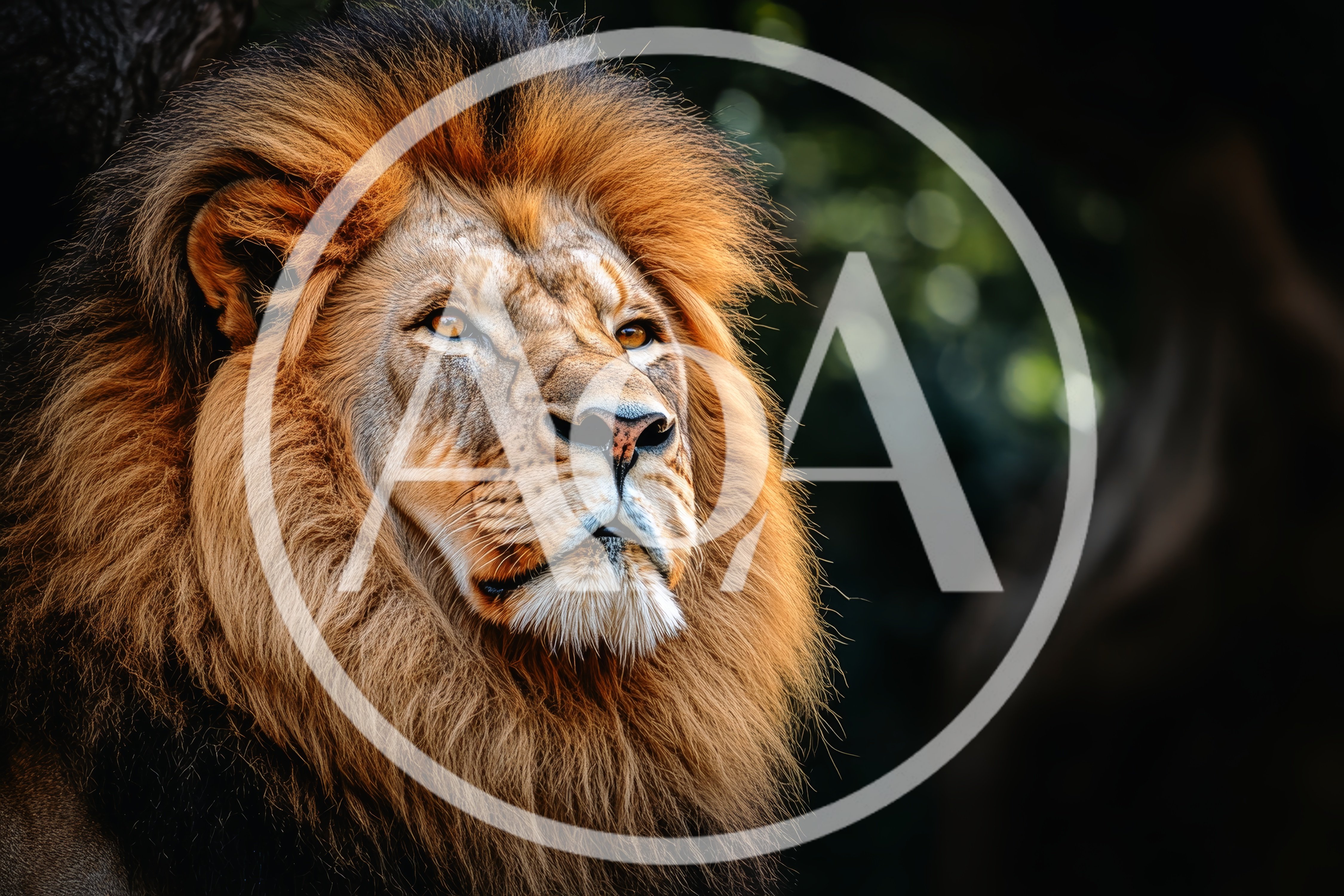 Majestic Male Lion Portrait With Golden Mane