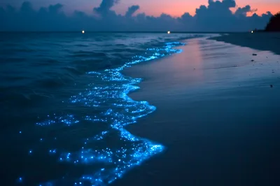 Bioluminescent Waves Glowing On A Tropical Beach At Night
