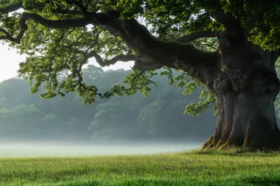 Ancient Oak Tree in Misty Morning Meadow