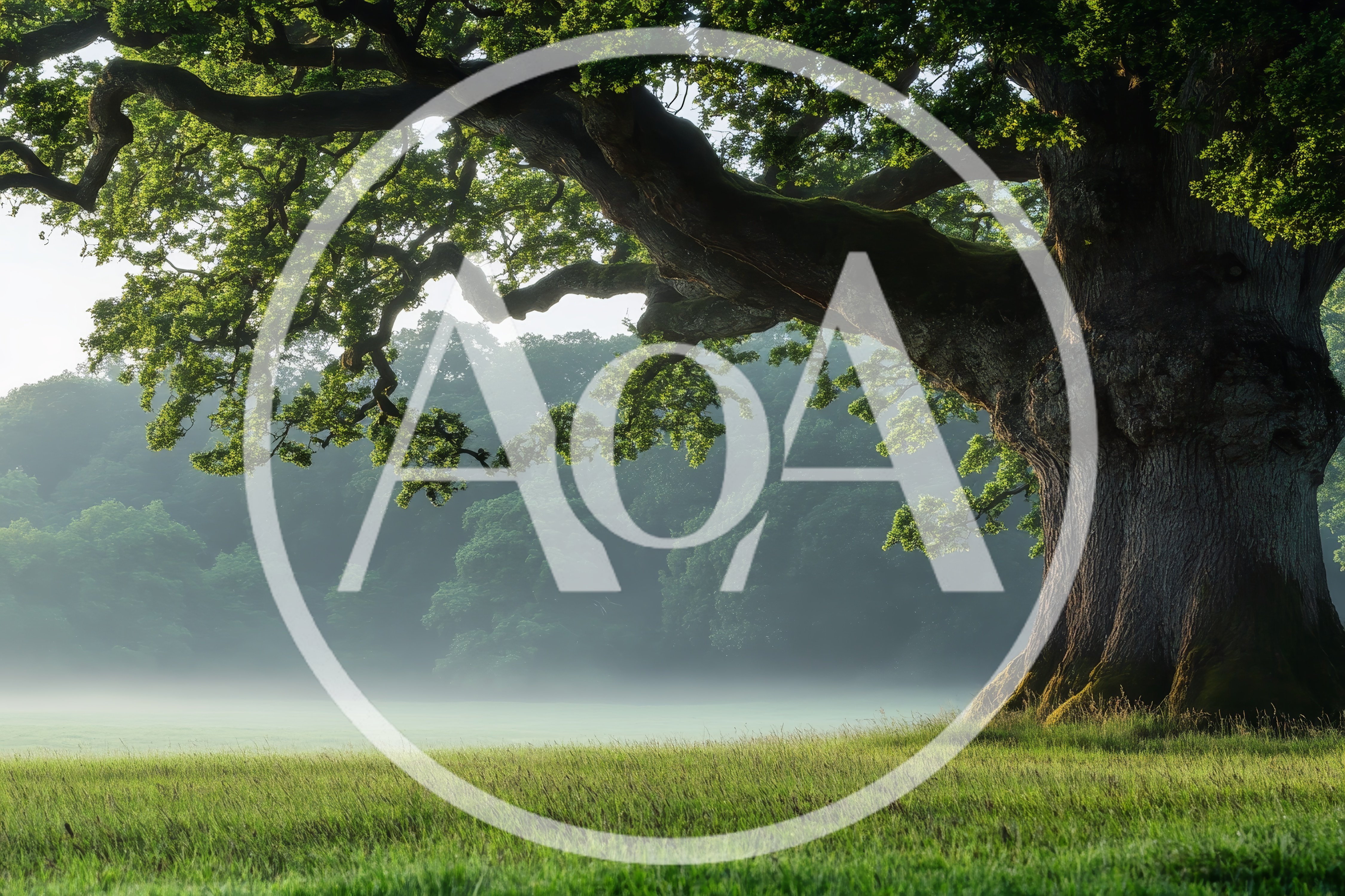Ancient Oak Tree in Misty Morning Meadow