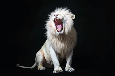 Majestic White Lion Roaring Against A Black Background