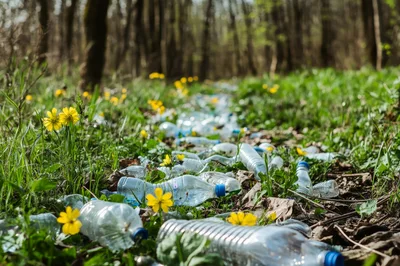 Plastic Bottles Littering A Beautiful Forest Floor