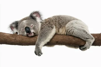 Sleeping Koala Resting On A Tree Branch