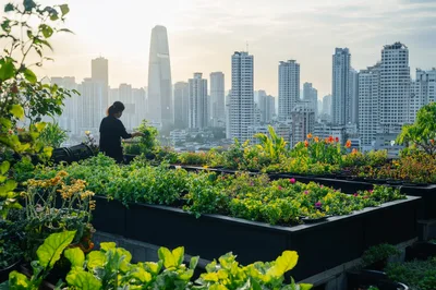Woman Tending To Rooftop Garden In Urban Cityscape