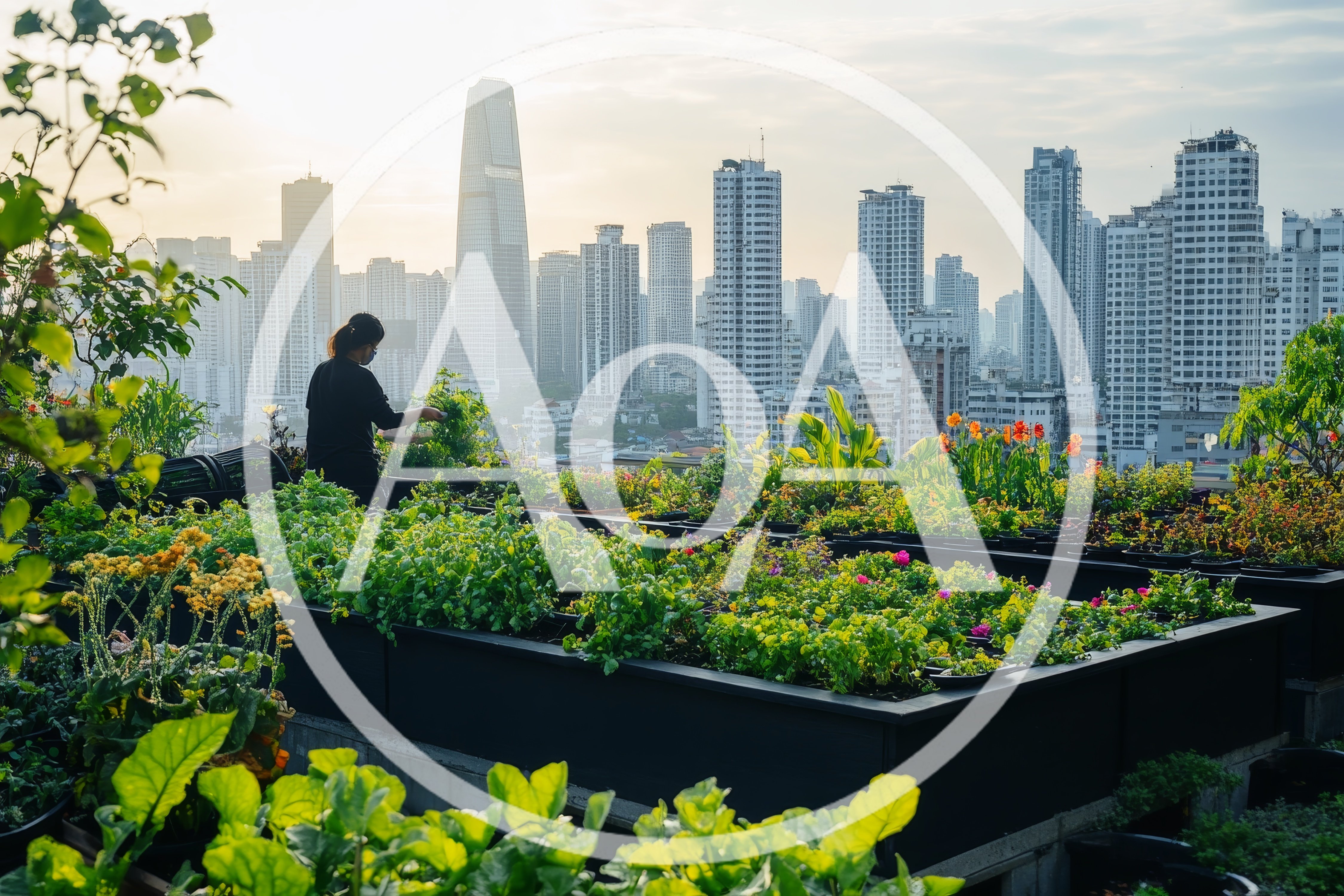 Woman Tending To Rooftop Garden In Urban Cityscape