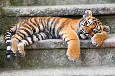 Sleeping Tiger Cub Resting On Concrete Steps