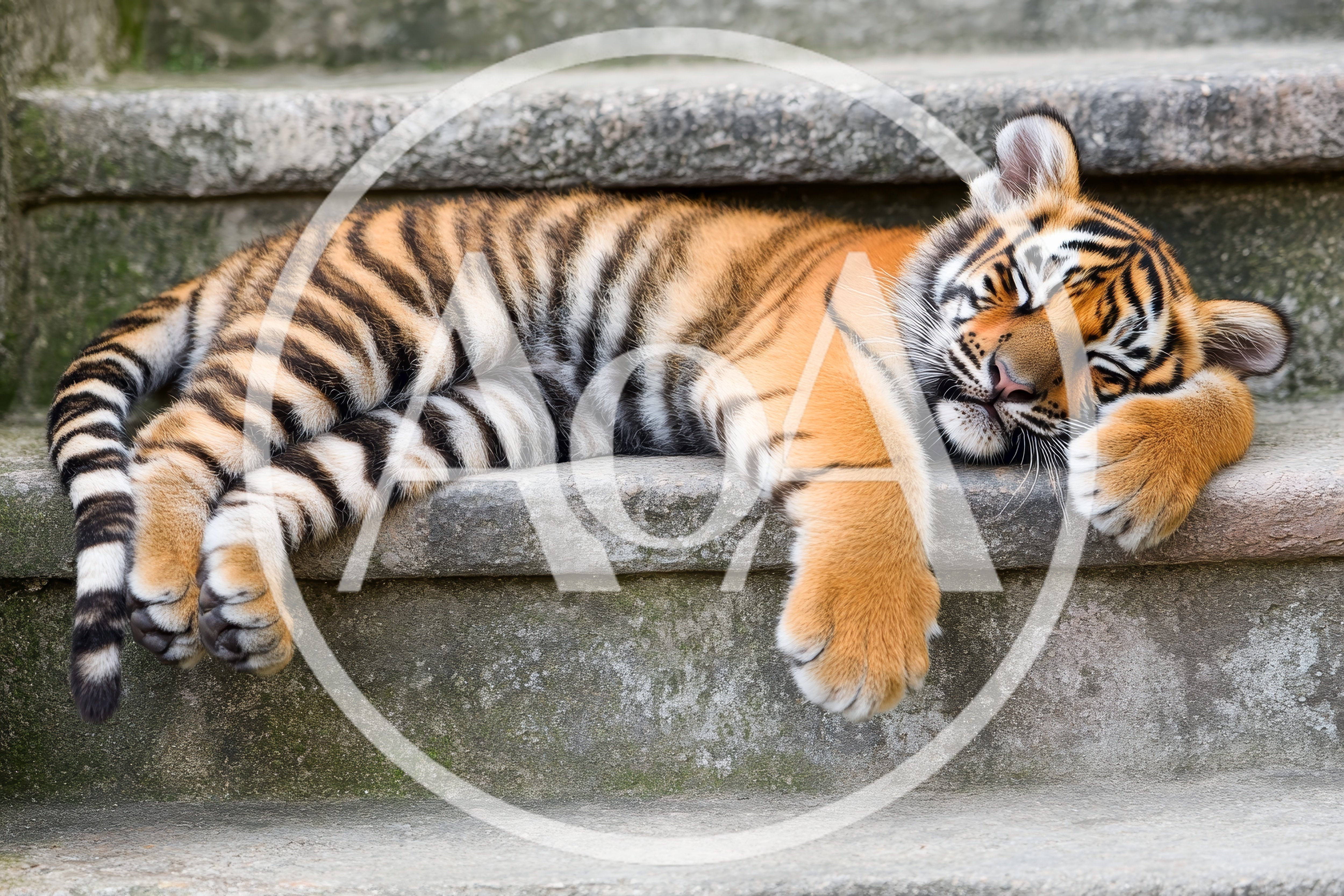 Sleeping Tiger Cub Resting On Concrete Steps