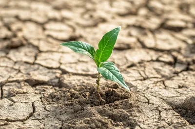 Small Green Sprout Growing in Cracked Dry Earth