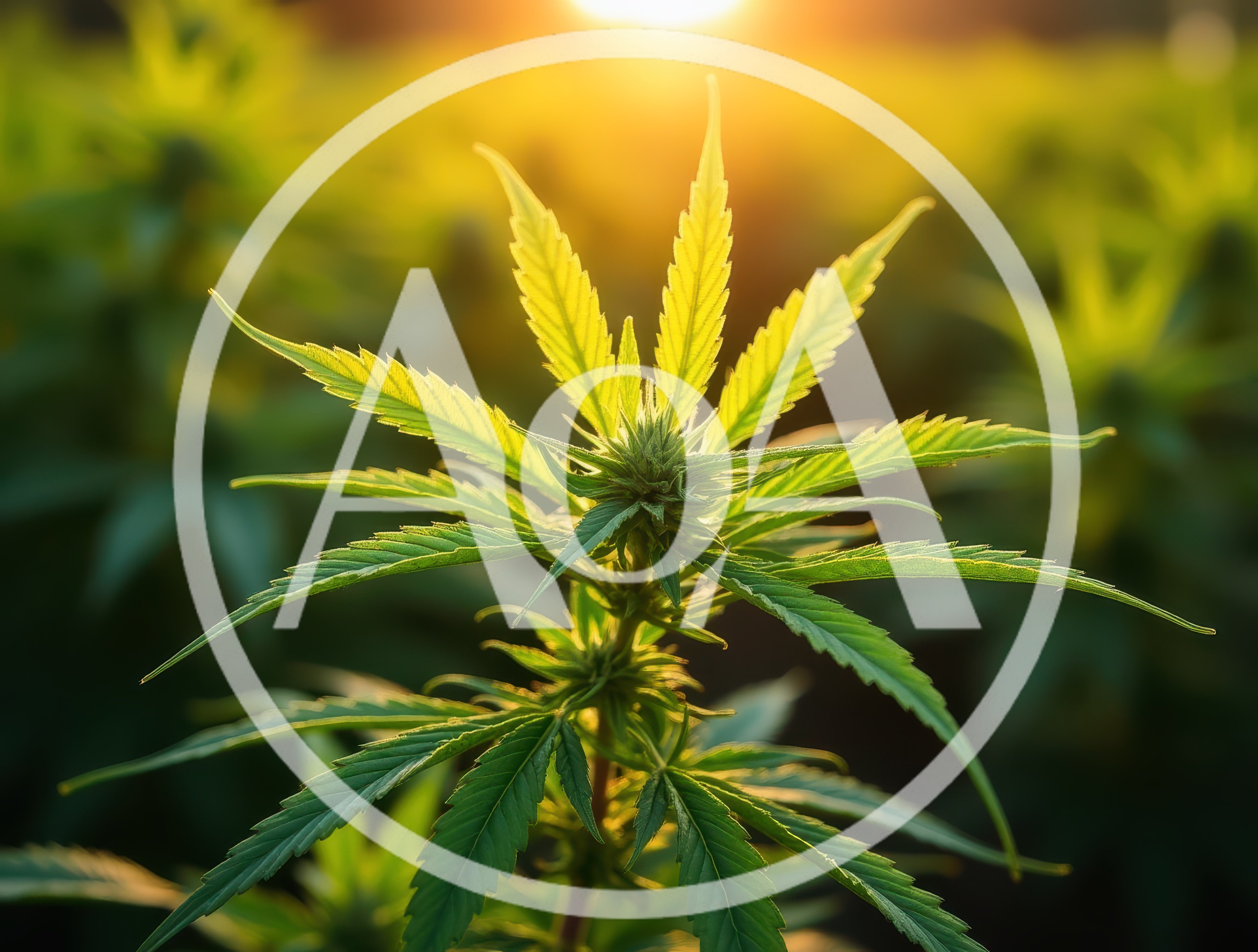 Cannabis Plant Growing In A Sunny Field