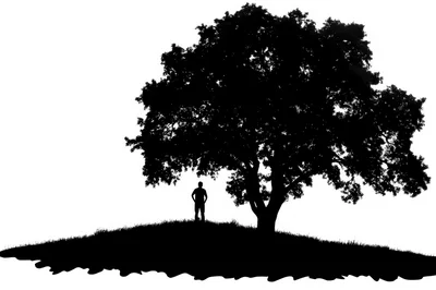 Silhouette Of A Man Standing Under A Large Tree