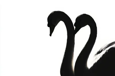 Silhouetted Pair Of Elegant Swans Against White Background