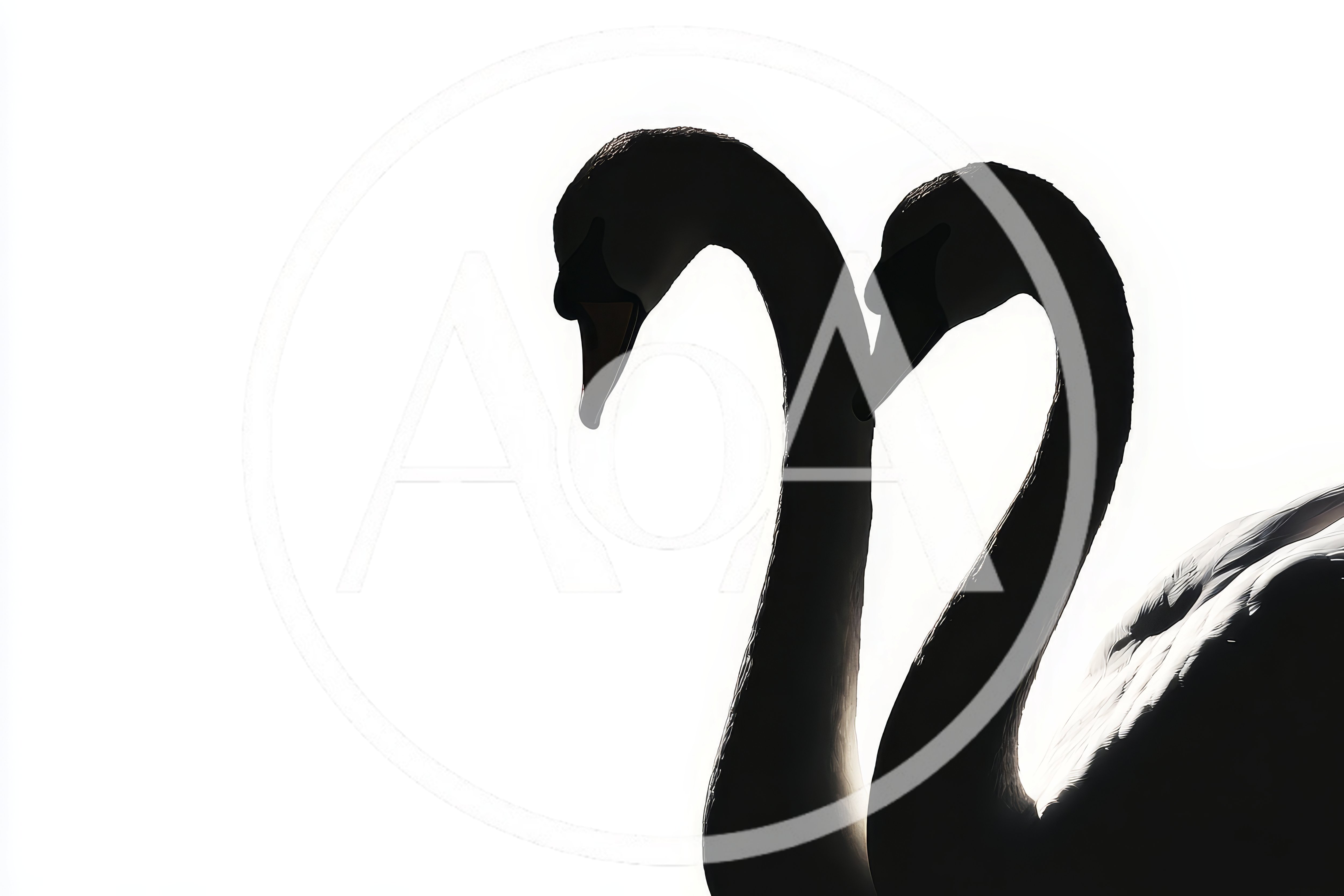 Silhouetted Pair Of Elegant Swans Against White Background