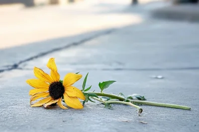 Single Yellow Sunflower Lying On Concrete Sidewalk
