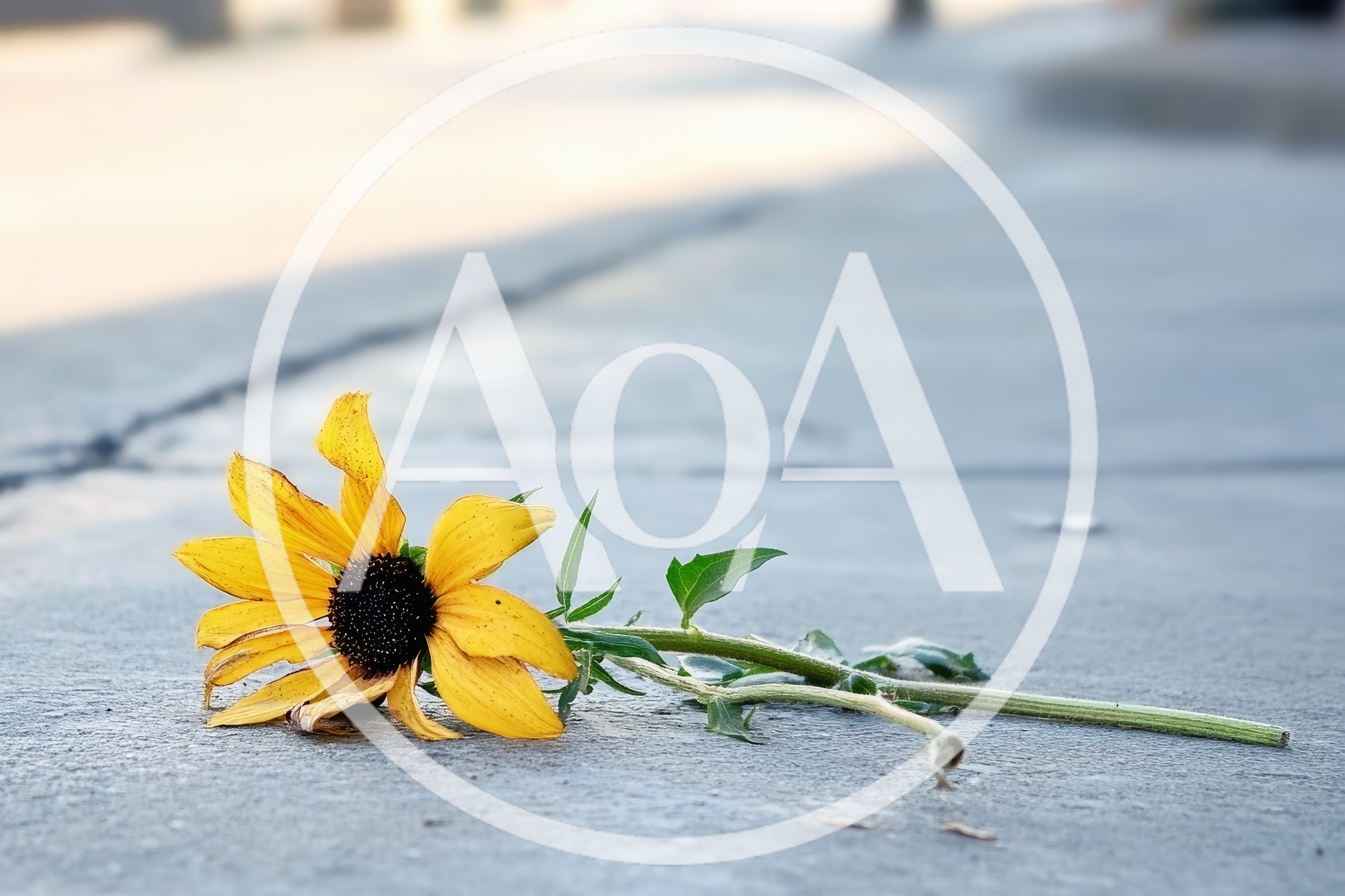 Single Yellow Sunflower Lying On Concrete Sidewalk